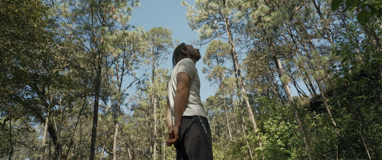 Een persoon staat in een bos en kijkt omhoog naar de bomen en de lucht.