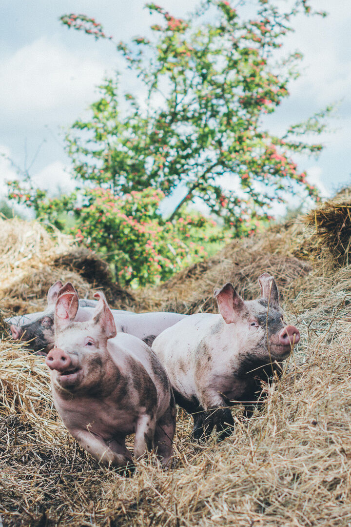 Kiddies Sam high res