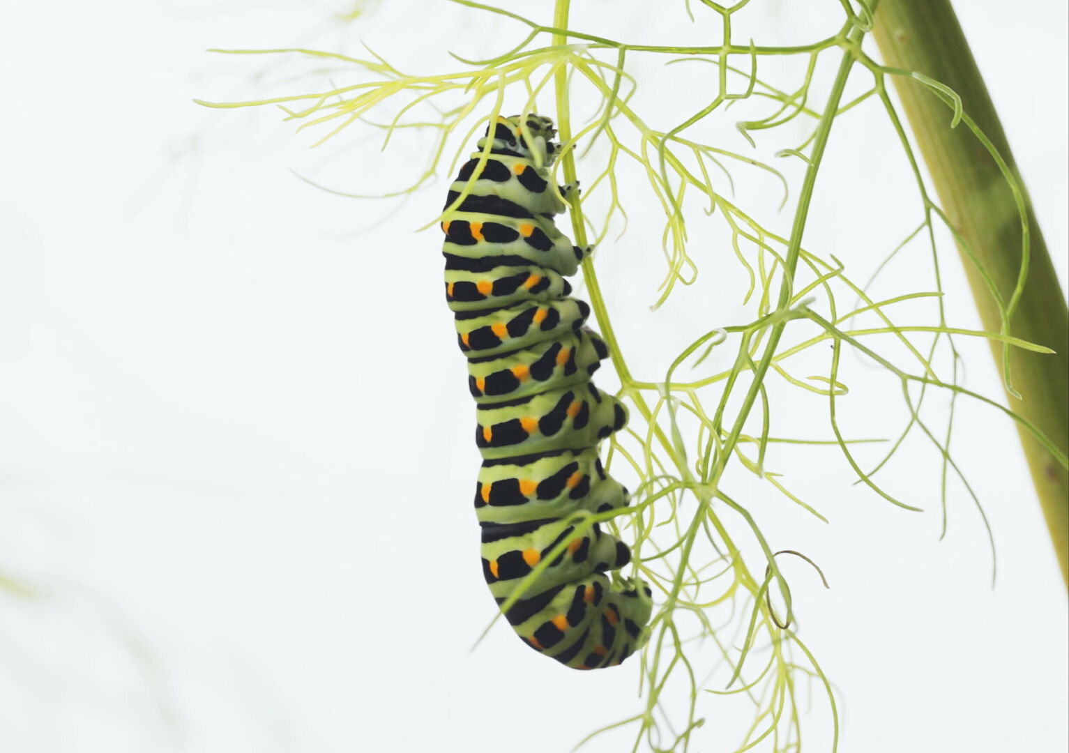 Metamorfose_st_3_jpg_sd-high