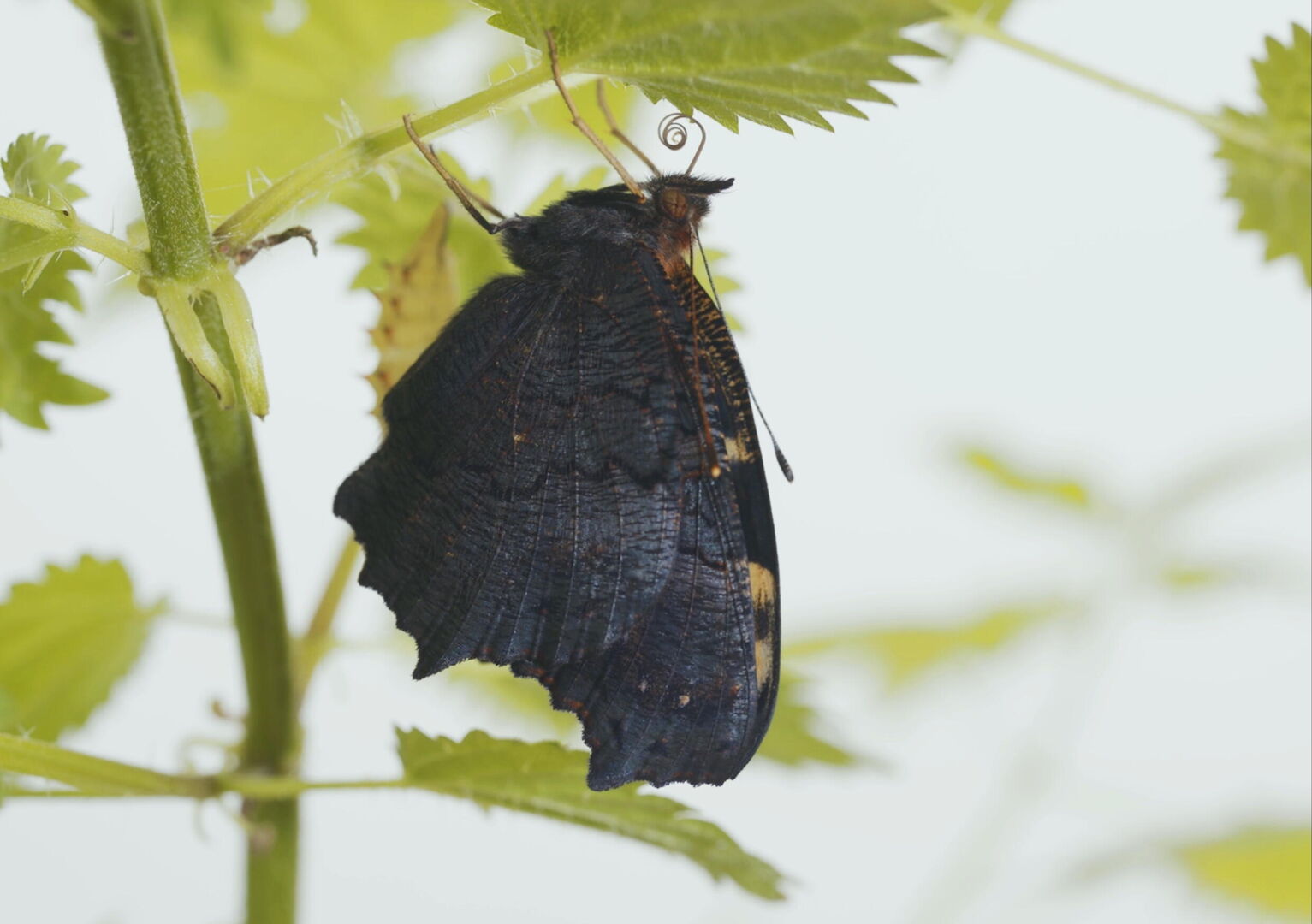 Metamorfose_st_4_jpg_sd-high