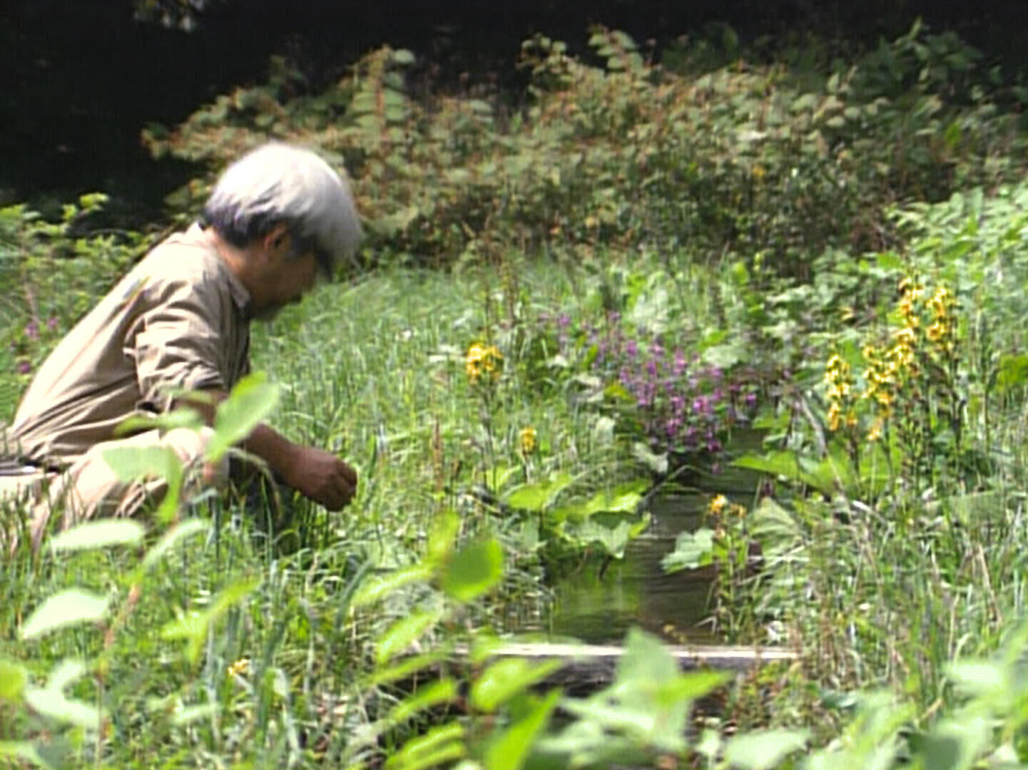 Miyazaki_-Spirit-of-Nature_st_1_jpg_sd-low_CANAL