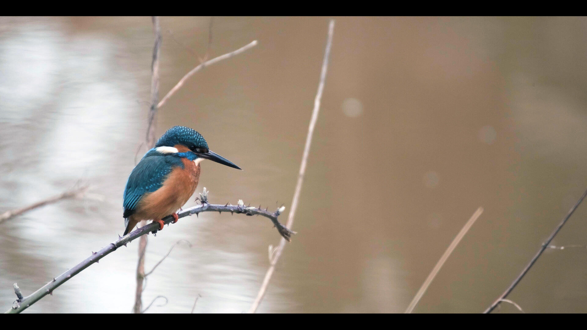 Montage NIEUW.00_51_00_24.Still002