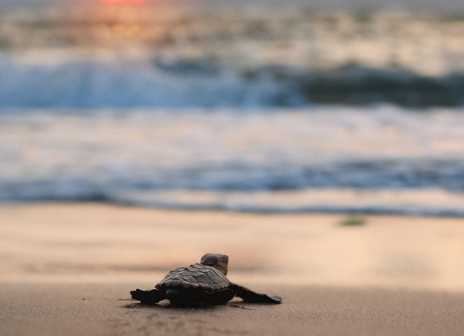 The-Coriolis-Effect_ps_1_jpg_sd-high