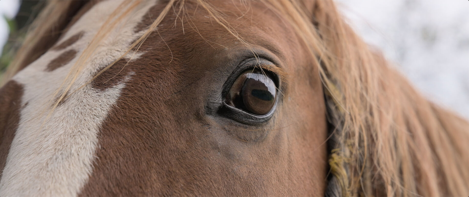 The-Shipwrecked_st_12_jpg_sd-high