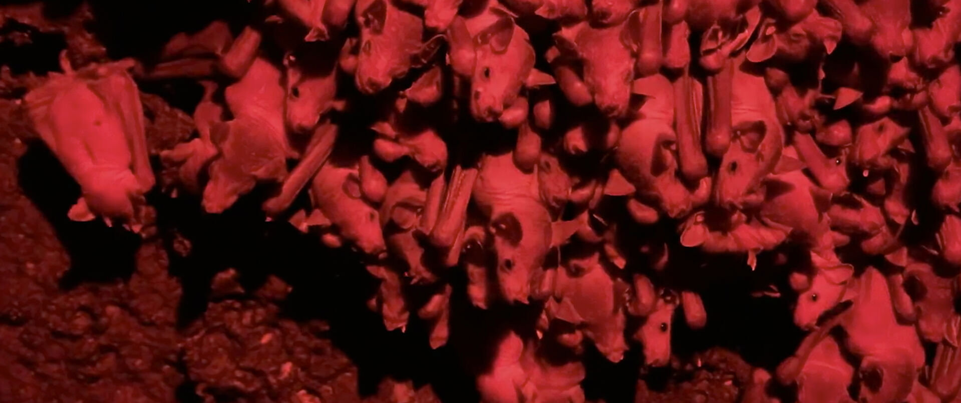 The-Shipwrecked_st_7_jpg_sd-high