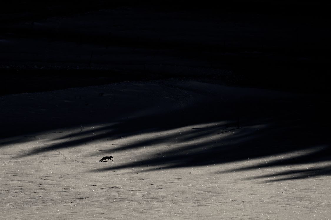 Whispers-in-the-Woods_st_6_jpg_sd-low